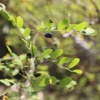 Phyllanthus reticulatus Poir.